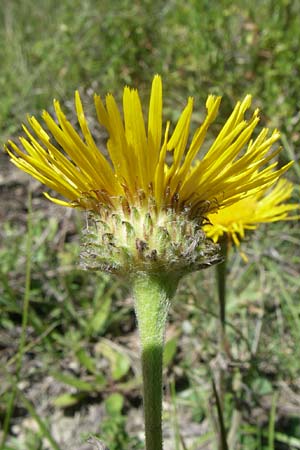 Pentanema montanum \ Berg-Alant / Mountain Fleabane, F La-Palud-sur-Verdon 23.6.2008