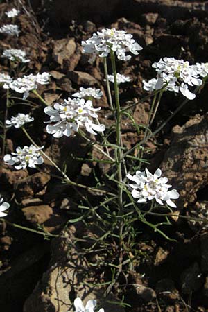 Iberis pinnata \ Fiederblttrige Schleifenblume / Winged Candytuft, F Severac-le-Chateau 8.6.2006