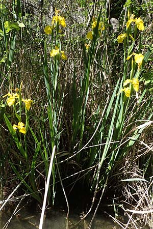 Iris pseudacorus / Yellow Iris, F Camargue,  Mas-Thibert 2.5.2023