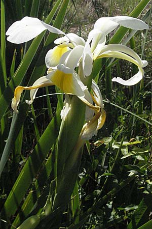 Iris orientalis \ Orientalische Schwertlilie / Turkish Iris, F Maures, Vidauban 12.5.2007