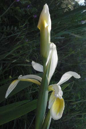 Iris orientalis \ Orientalische Schwertlilie / Turkish Iris, F Maures, Vidauban 12.5.2007