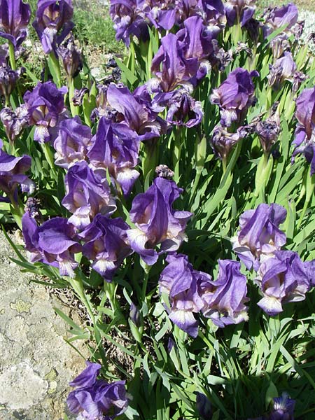 Iris reichenbachii \ Bulgarische Schwertlilie / Bulgarian Iris, F Col de Lautaret Botan. Gar. 28.6.2008