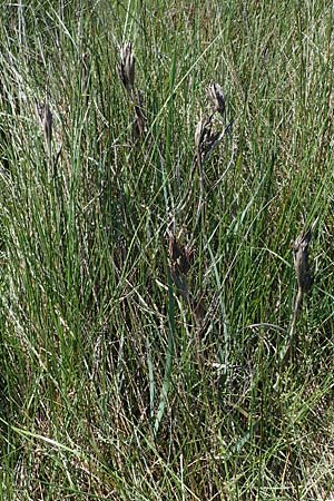 Iris reichenbachii \ Bulgarische Schwertlilie / Bulgarian Iris, F Camargue,  Salin-de-Giraud 3.5.2023