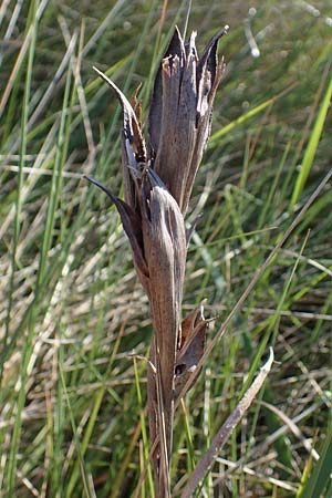 Iris reichenbachii \ Bulgarische Schwertlilie / Bulgarian Iris, F Camargue,  Salin-de-Giraud 3.5.2023