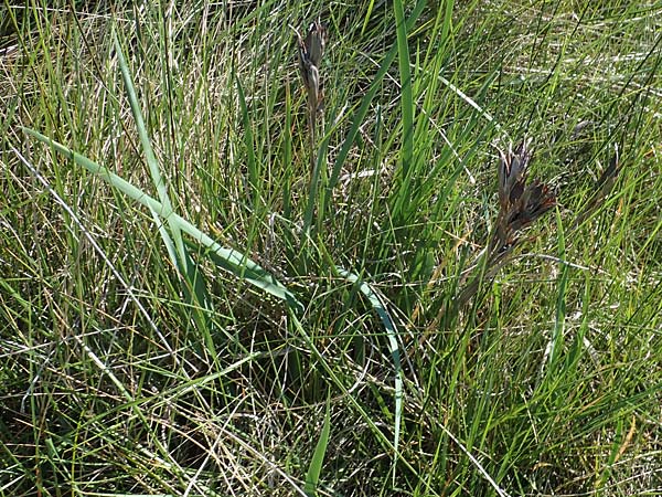 Iris reichenbachii \ Bulgarische Schwertlilie, F Camargue,  Salin-de-Giraud 3.5.2023