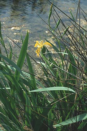 Iris pseudacorus \ Gelbe Schwertlilie / Yellow Iris, F Camargue 10.5.1984