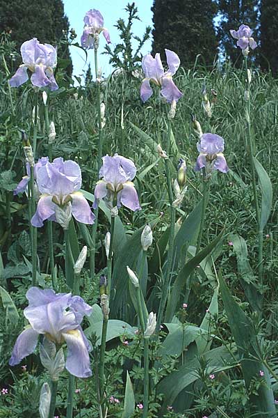 Iris pallida \ Blasse Schwertlilie / Dalmatian Iris, F Narbonne 3.5.1988