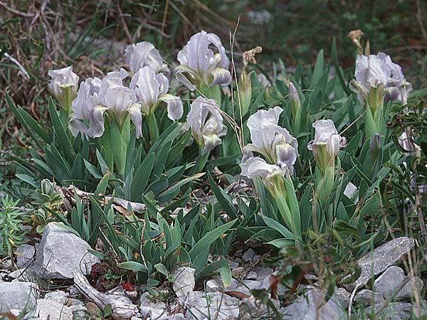 Iris lutescens \ Thyrrenische Zwerg-Iris, Gelbliche Schwertlilie / Dwarf Bearded Iris, F Frontignan 7.3.1998