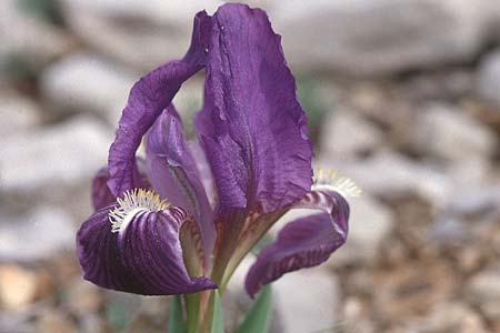 Iris lutescens \ Thyrrenische Zwerg-Iris, Gelbliche Schwertlilie, F Frontignan 7.3.1998