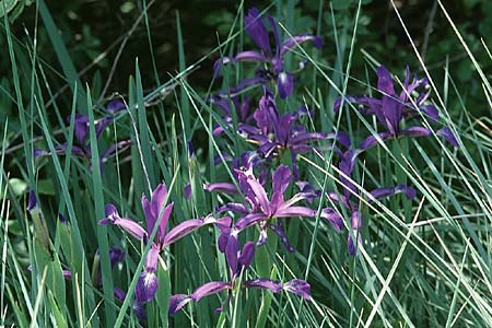 Iris spuria \ Bastard-Schwertlilie / Blue Iris, F Mas de Londres 22.5.1998