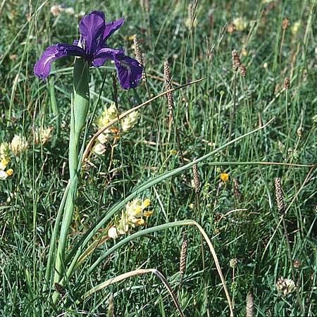 Iris latifolia \ Pyrenen-Schwertlilie, Englische Schwertlilie, F Pyrenäen, Pic d'Ossau 3.7.1998