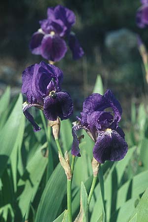 Iris germanica \ Deutsche Schwertlilie / German Iris, F Massif de l'Estaque 30.4.2005