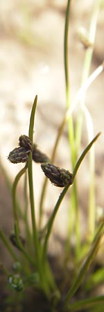 Isolepis setacea \ Borsten-Moorbinse / Bristle Club Rush, F Bitche 10.7.2010