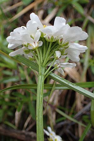 Iberis sempervirens \ Immergrne Schleifenblume, F Tende 1.5.2023