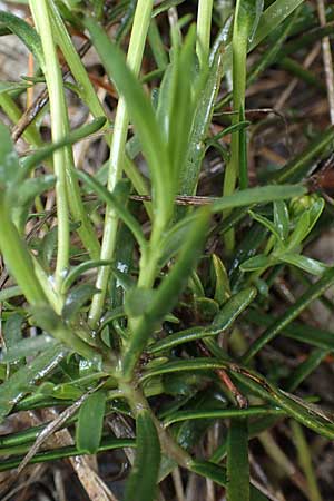 Iberis sempervirens / Perennial Candytuft, European Candytuft, F Tende 1.5.2023