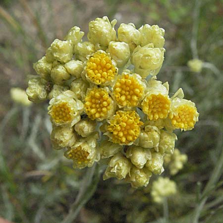 Helichrysum stoechas \ Wohlriechende Strohblume / Shrubby Everlasting Daisy, F Camargue 13.5.2007