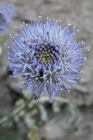 Jasione montana \ Berg-Sandglckchen, Schaf-Rapunzel / Sheep's Bit, F Valleraugue 8.6.2006