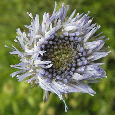 Jasione montana \ Berg-Sandglckchen, Schaf-Rapunzel, F Thueyts (Ardeche) 16.5.2007