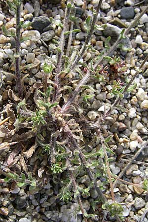 Jasione montana \ Berg-Sandglckchen, Schaf-Rapunzel / Sheep's Bit, F Toreilles 24.6.2008