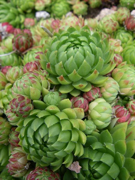 Sempervivum globiferum subsp. allionii \ Allioni-FransenhauswurzHauswurz / Allioni's Hen-and-Chicks, F Vogesen/Vosges, Botan. Gar.  Haut Chitelet 5.8.2008