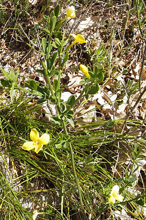 Jasminum fruticans \ Gelber Jasmin, F Le Rozier (Tarn) 28.5.2009