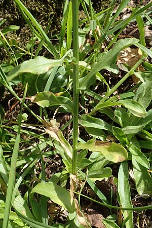 Jasione montana \ Berg-Sandglckchen, Schaf-Rapunzel, F Pyrenäen, Canigou 24.7.2018