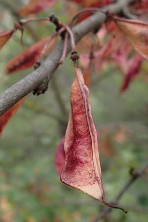 Cercis siliquastrum \ Judasbaum, F Pyrenäen, Castelnou 9.8.2018