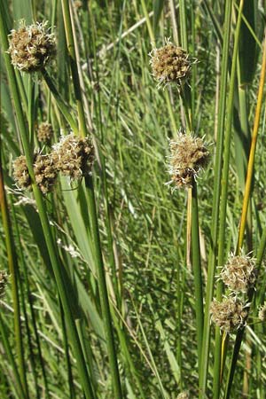 Scirpoides holoschoenus \ Kugelbinse, F S. Gilles 7.6.2006