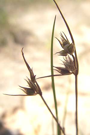 Juncus capitatus / Dwarf Rush, F Bitche 10.7.2010