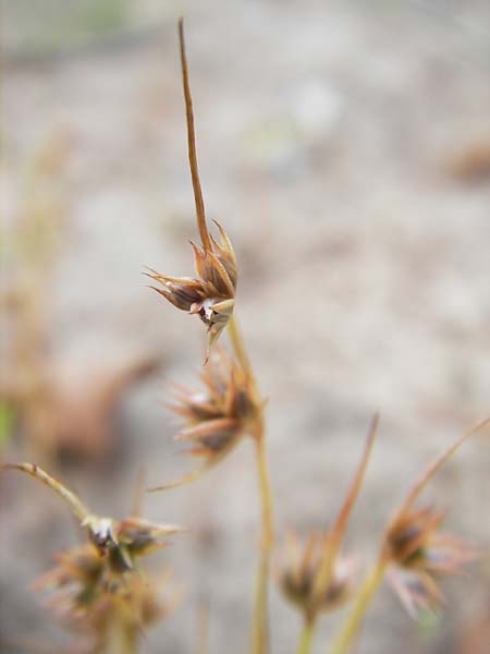 Juncus capitatus \ Kopf-Binse / Dwarf Rush, F Bitche 10.7.2010