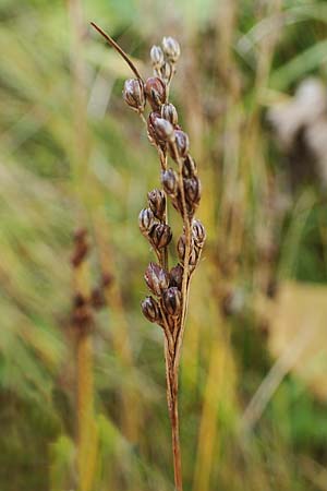 Juncus compressus \ Zusammengedrckte Binse / Round-Fruited Rush, F Bonneval-sur-Arc 6.10.2021