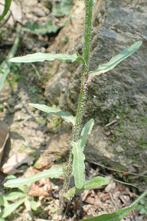 Jasione montana \ Berg-Sandglckchen, Schaf-Rapunzel / Sheep's Bit, F Pyrenäen/Pyrenees, Canigou 24.7.2018