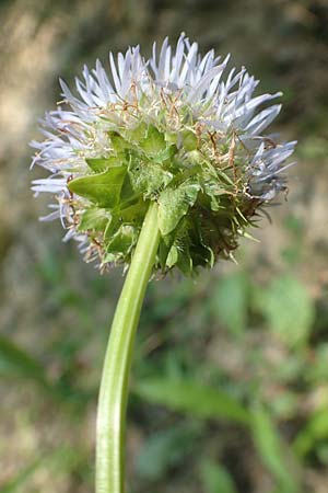 Jasione montana \ Berg-Sandglckchen, Schaf-Rapunzel, F Pyrenäen, Canigou 24.7.2018