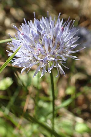 Jasione montana \ Berg-Sandglckchen, Schaf-Rapunzel, F Pyrenäen, Canigou 24.7.2018