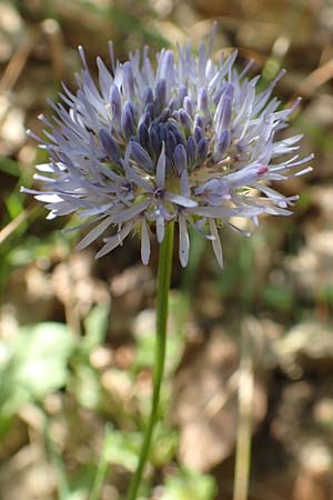 Jasione montana \ Berg-Sandglckchen, Schaf-Rapunzel, F Pyrenäen, Canigou 24.7.2018