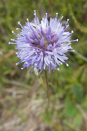 Jasione montana \ Berg-Sandglckchen, Schaf-Rapunzel, F Bitche 25.6.2011