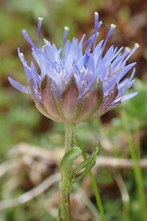 Jasione montana \ Berg-Sandglckchen, Schaf-Rapunzel, F Pyrenäen, Puigmal 29.7.2018