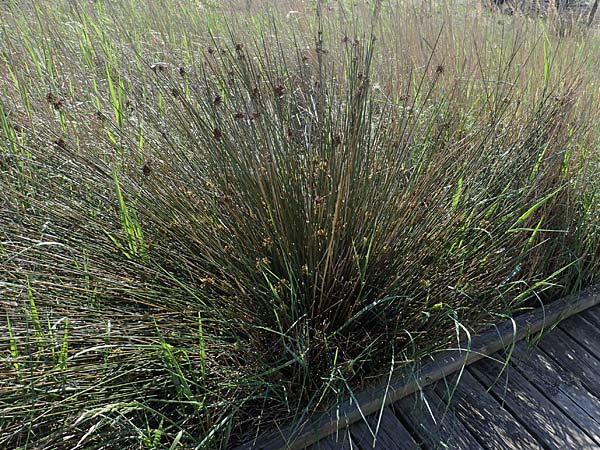 Juncus maritimus \ Strand-Binse, F Camargue,  Mas-Thibert 2.5.2023