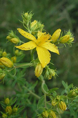 Hypericum perforatum \ Echtes Johanniskraut, Tpfel-Hartheu, F Col de Boite 17.5.2007