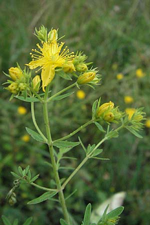 Hypericum perforatum \ Echtes Johanniskraut, Tpfel-Hartheu / Perforate St. John's-Wort, F Col de Boite 17.5.2007