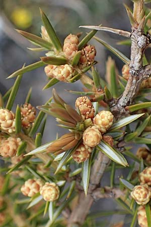 Juniperus oxycedrus \ Zedern-Wacholder / Prickly Juniper, F Champcella 29.4.2023