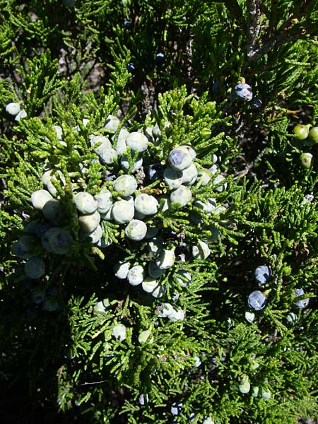 Juniperus sabina / Rock Cedar, Savin, F Queyras, Vieille Ville 22.6.2008