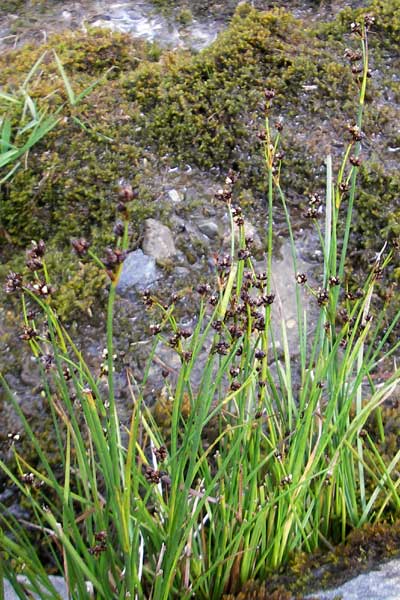 Juncus articulatus \ Glieder-Binse, Glanzfrchtige Binse / Jointlead Rush, F Pyrenäen/Pyrenees, Gourette 25.8.2011