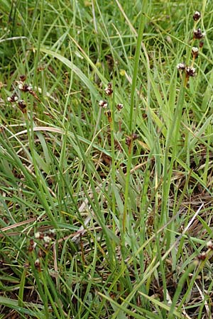 Juncus alpinoarticulatus \ Gebirgs-Binse, F Col de la Bonette 8.7.2016