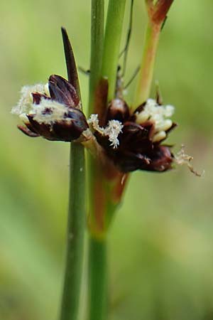 Juncus alpinoarticulatus \ Gebirgs-Binse / Northern Green Rush, F Col de la Bonette 8.7.2016