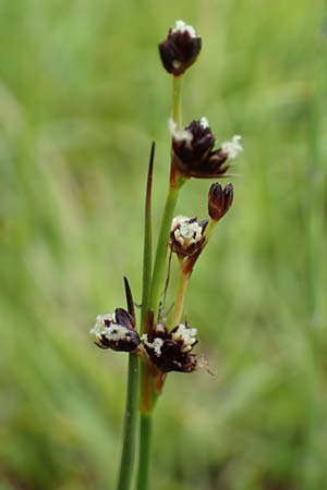 Juncus alpinoarticulatus \ Gebirgs-Binse / Northern Green Rush, F Col de la Bonette 8.7.2016