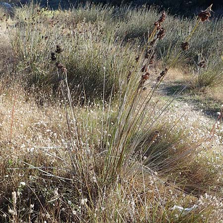 Juncus acutus / Spiny Rush, F Martigues 8.10.2021