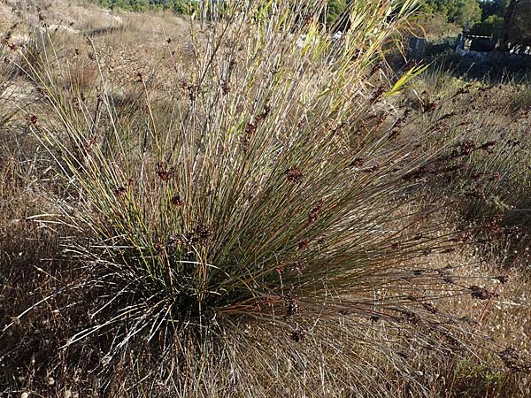 Juncus acutus / Spiny Rush, F Martigues 8.10.2021