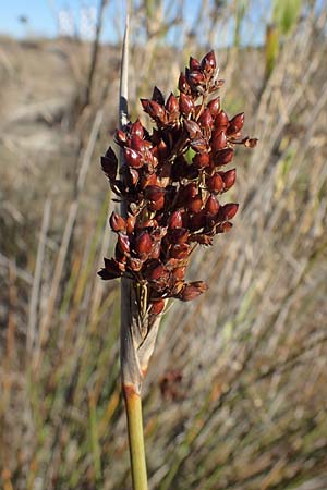 Juncus acutus \ Stechende Binse, F Martigues 8.10.2021