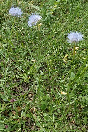 Jasione montana \ Berg-Sandglckchen, Schaf-Rapunzel / Sheep's Bit, F Pyrenäen/Pyrenees, Col de Mantet 28.7.2018